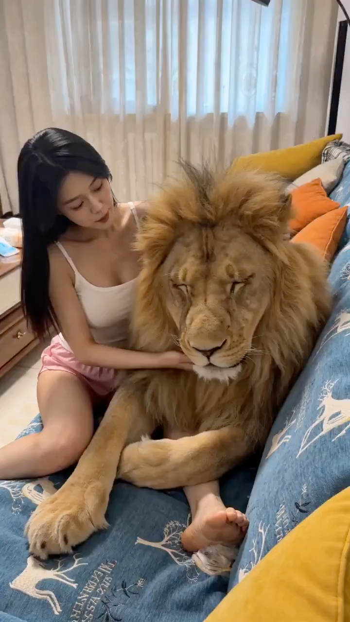 居家暖光下与雄狮同框的温馨日常 1