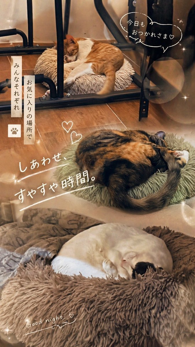 ChatGPT 应用猫咪故事截图 2